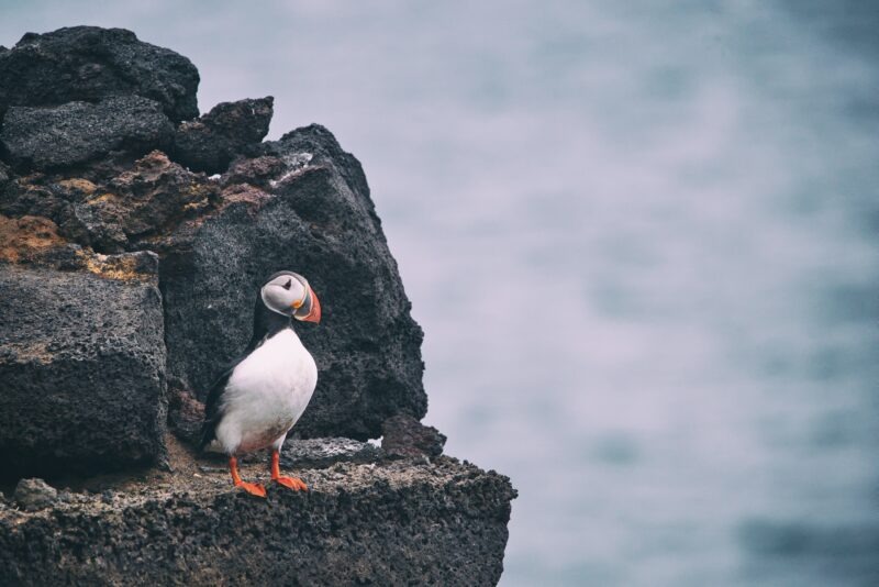 imgi 15 jonatan pie oagayc1eh10 unsplash 800x534